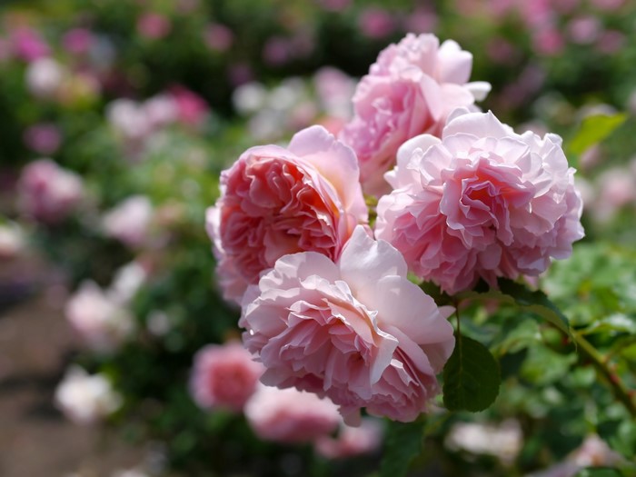 Close-up of pink roses in a garden