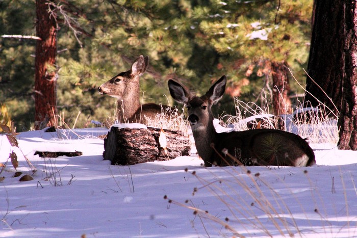 Two deer resting in the snow