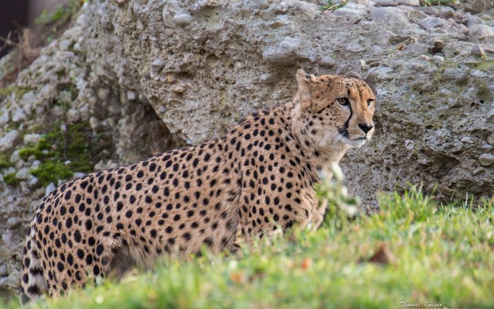 Cheetah resting near a rock formation