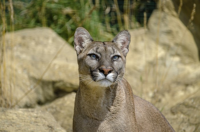 Close-up of a Puma looking to the side