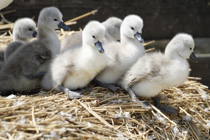 Several baby swans sitting on a nest of straw