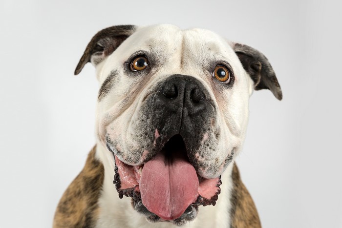 American Bulldog looking forward