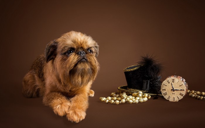 Brussels Griffon dog with hat and clock