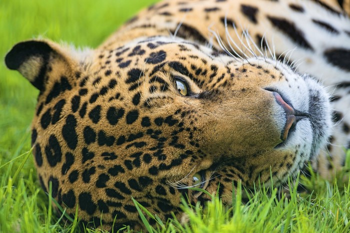 Jaguar lying in green grass