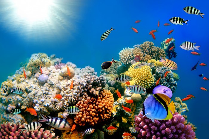 4K Underwater world with fish and coral