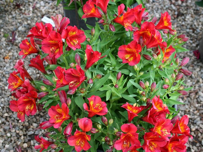 Red Alstroemeria flowers in bloom