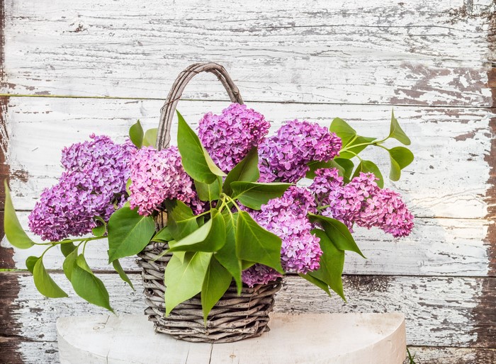 Basket of purple lilacs on a wooden background