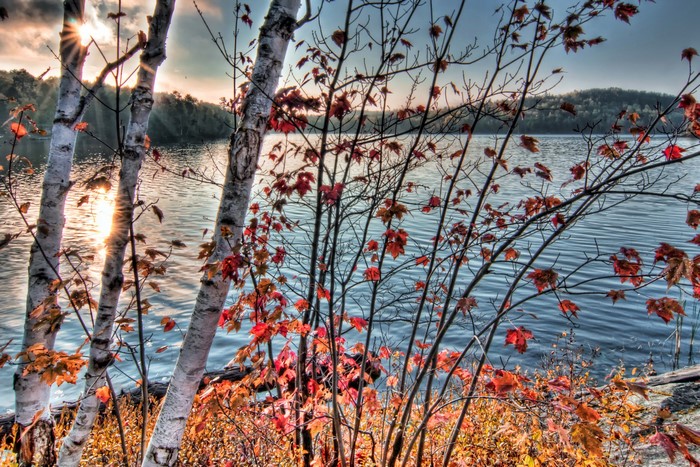 Autumn scene with birch trees and lake