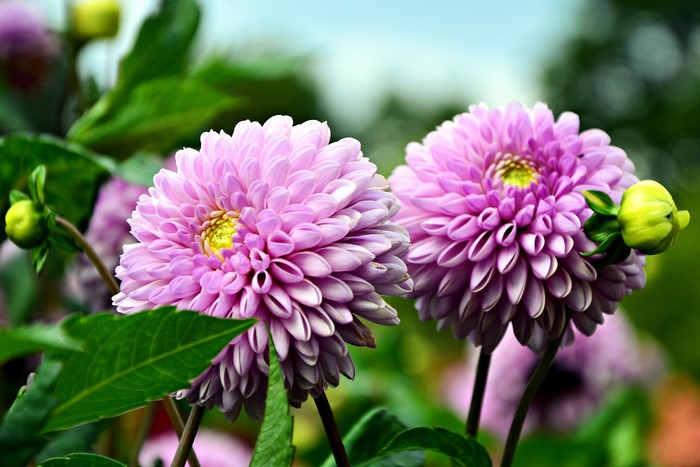 Two pink dahlias with buds