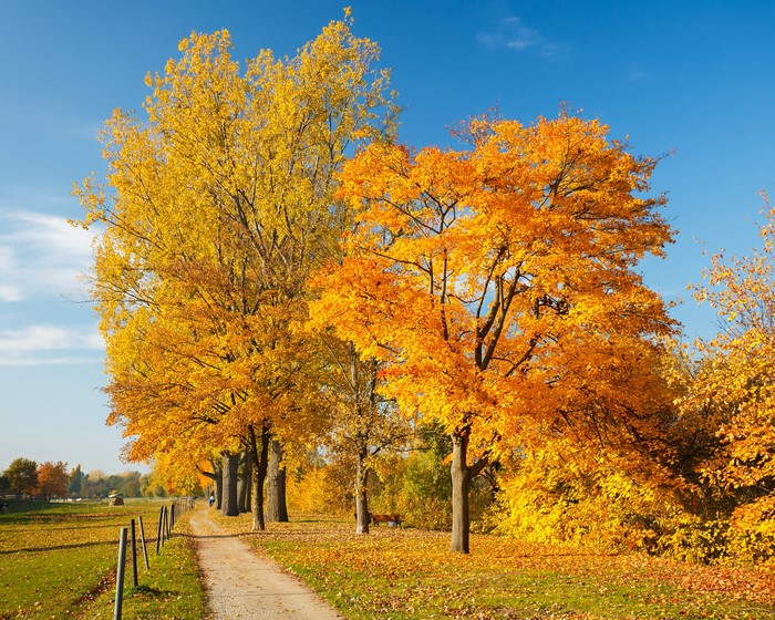 Autumn Trees and Path
