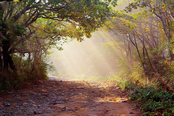 Sunlight filtering through trees onto a forest path