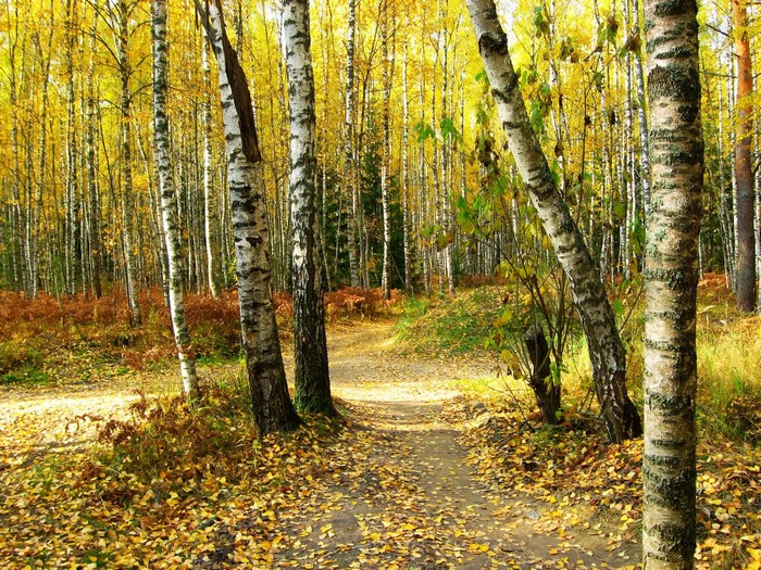 Autumn Birch Forest Trail with Golden Leaves