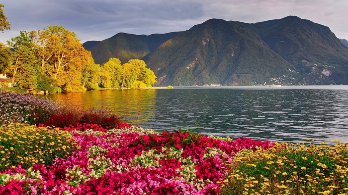 Colorful flowers by a lake with mountains