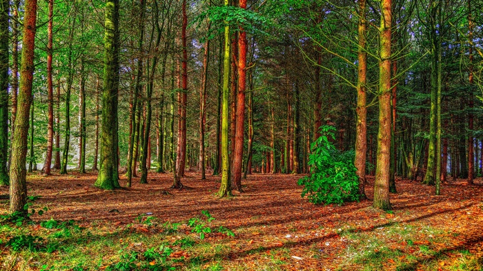 Sunlight filtering through a dense forest with tall trees