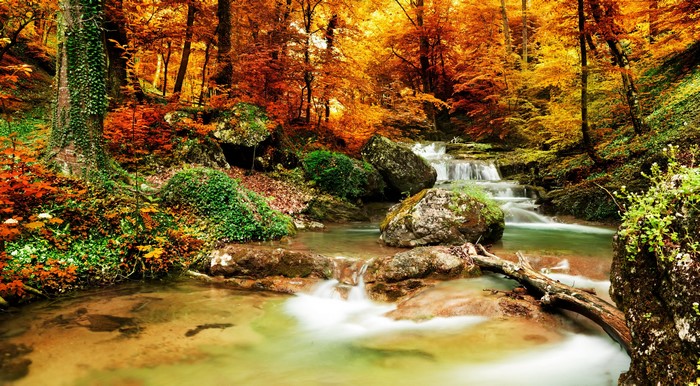 Autumn forest stream with colorful foliage