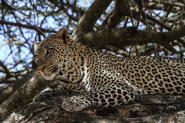 Leopard resting on a tree branch