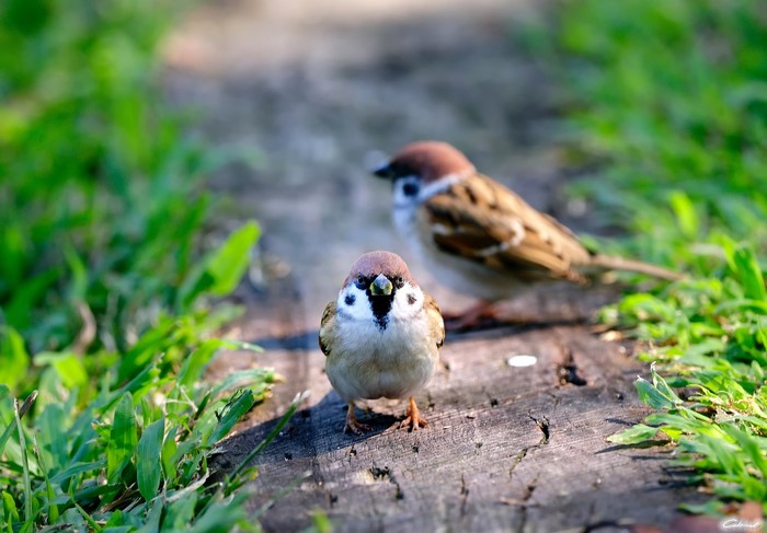 Two sparrows on a wooden path with grass