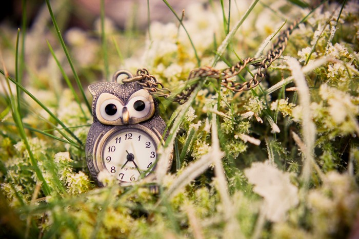 Owl pocket watch on frosted grass