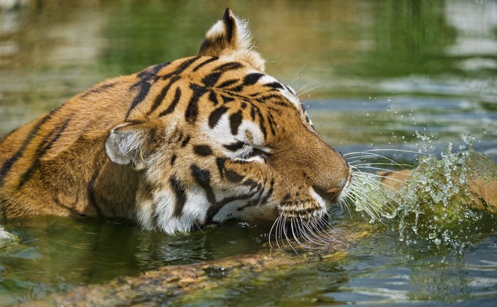 Tiger in water splashing