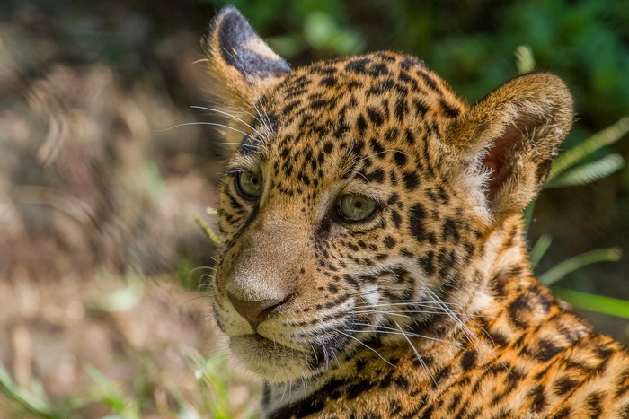 Jaguar cub looking to the side