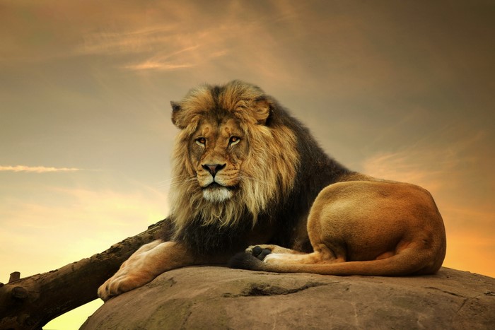 Lion resting on a rock at sunset