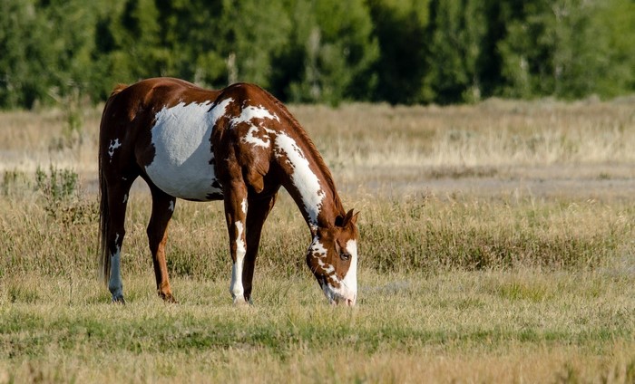 Brown and white horse grazing in a field