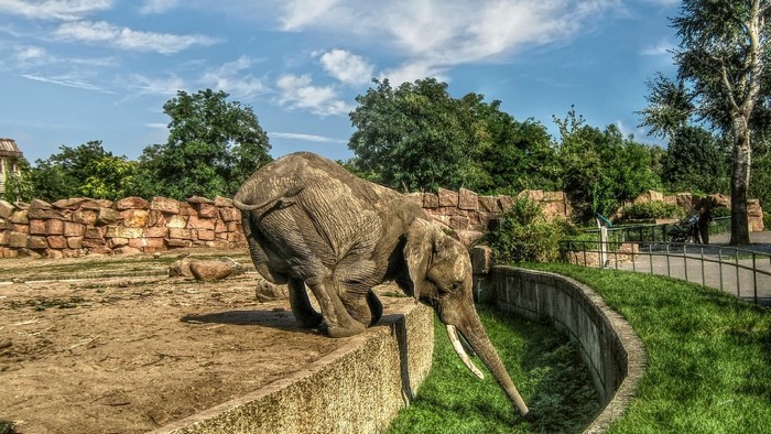 Elephant in a zoo enclosure