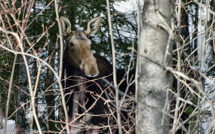 Moose standing among trees and branches