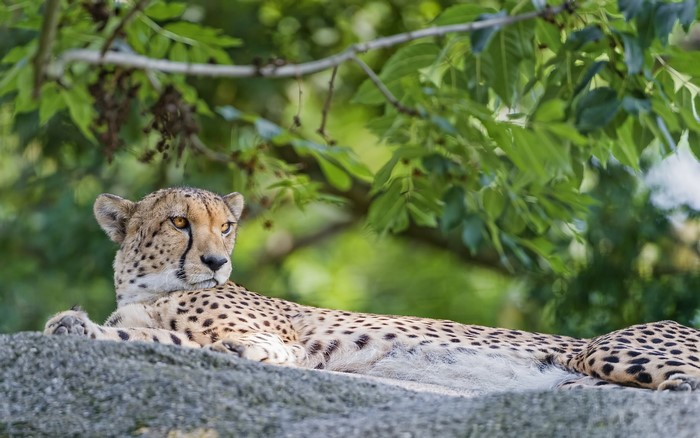 Cheetah resting on a rock under trees
