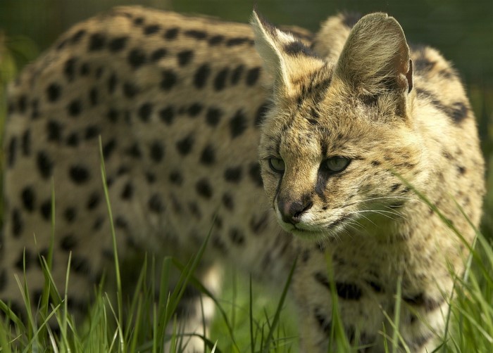 Serval cat in tall green grass