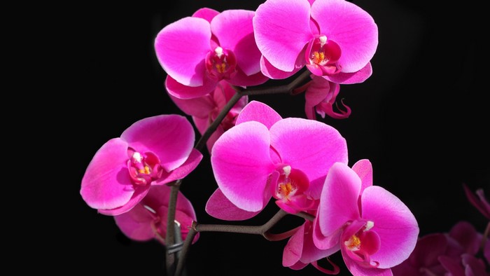 Pink orchids on a black background