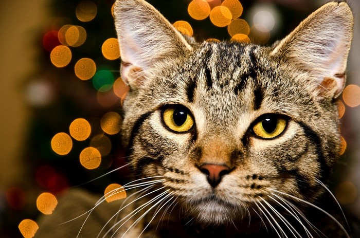 Close-up of a tabby cat's face with bokeh lights