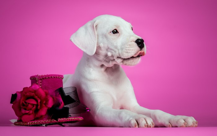 White puppy with pink hat and rose