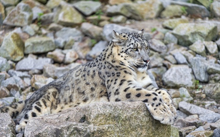 Snow leopard resting on rocks