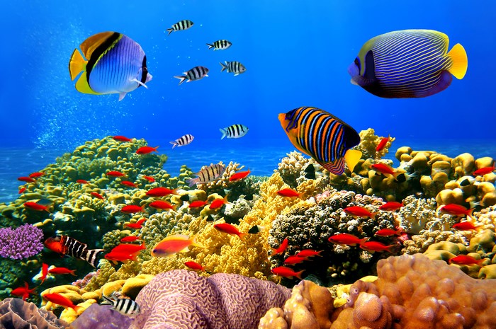 4K Underwater world with fish and coral reefs