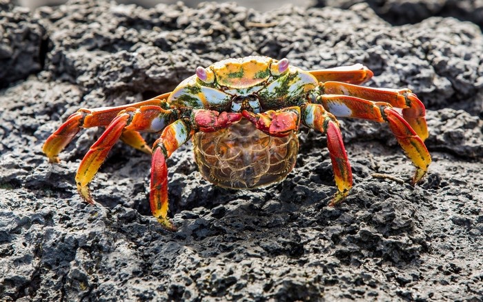 Sally Lightfoot Crab on Dark Rocks