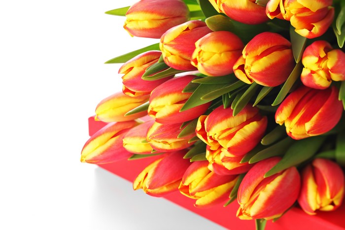 Red and yellow tulips in a red box