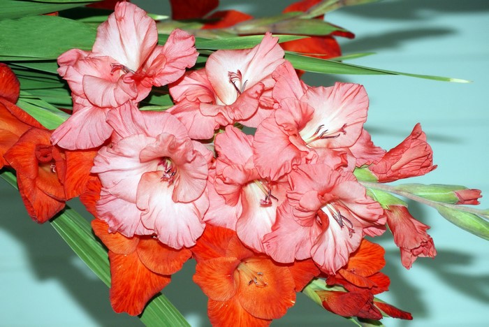 Pink and Orange Gladioluses