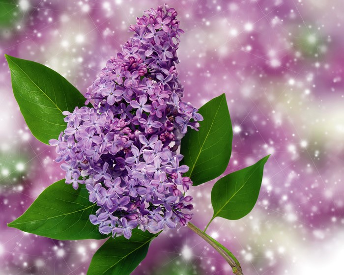 4K Lilac Closeup