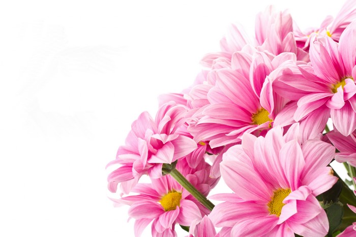 Pink Chrysanthemums Closeup 4K