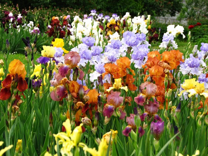 A field of colorful irises in bloom