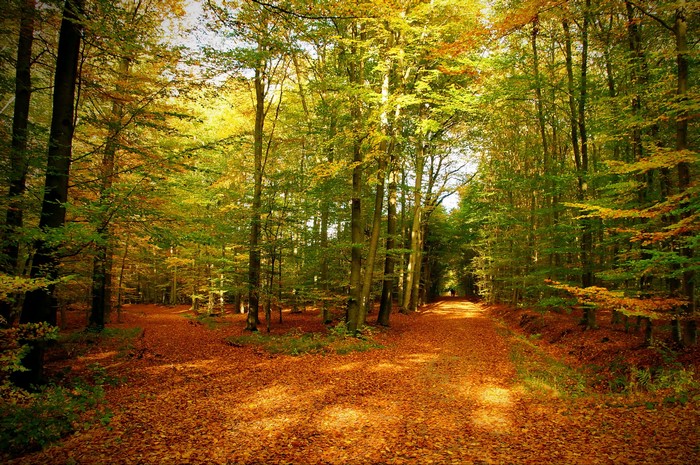Autumn forest path covered in fallen leaves