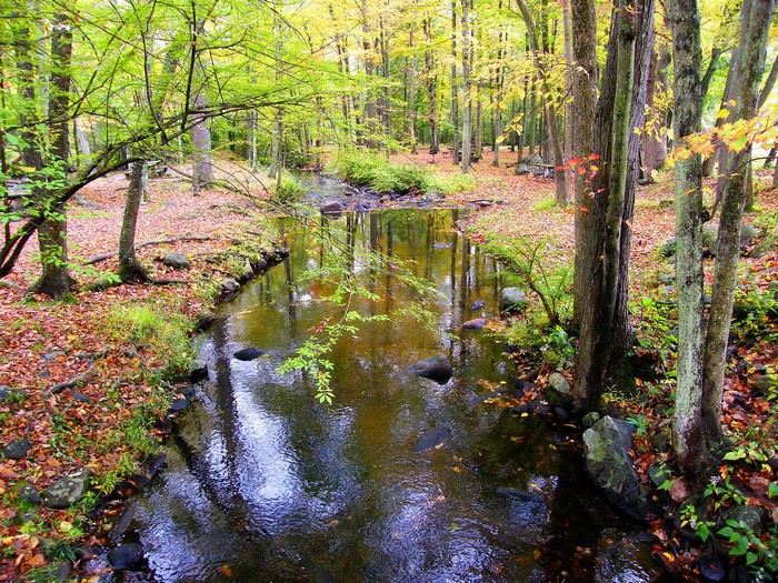 Autumn forest with a stream and fallen leaves