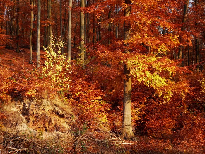 Autumn forest with vibrant orange and yellow leaves
