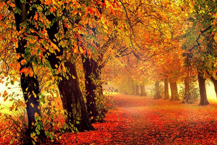 Autumn trees with colorful foliage and fallen leaves on a path