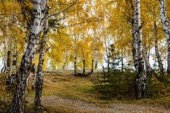 Autumn Birch Forest with Fallen Leaves