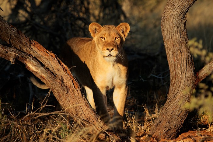 Lioness standing near a tree trunk