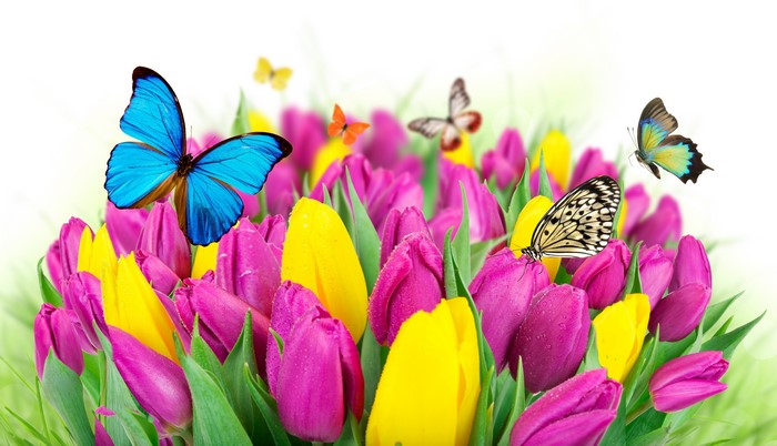 Butterflies and Tulips