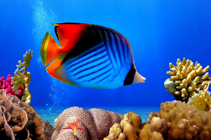 Butterflyfish swimming near coral reef underwater