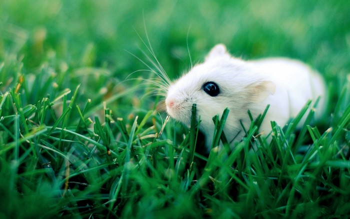 White hamster in green grass